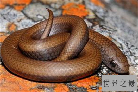世界上最奇怪的蛇排行,竟然还有防蚊子的功效