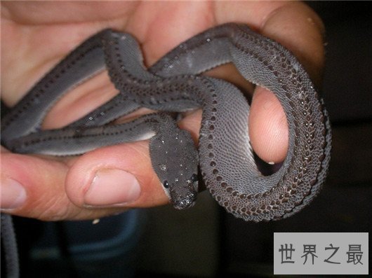 世界上最奇怪的蛇排行,竟然还有防蚊子的功效