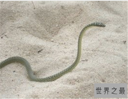 世界上最奇怪的蛇排行,竟然还有防蚊子的功效