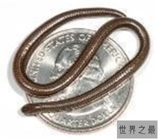 世界上最奇怪的蛇排行,竟然还有防蚊子的功效