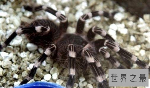 世界十大最恐怖生物,动辄威胁人类生命。