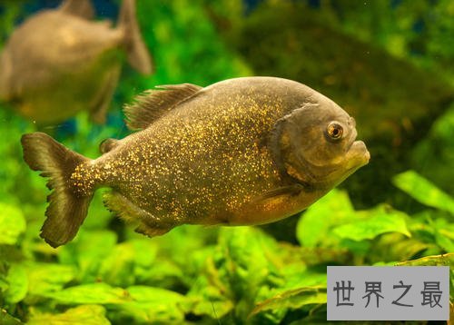 世界十大最恐怖生物,动辄威胁人类生命。