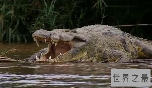 世界十大最恐怖生物,动辄威胁人类生命。