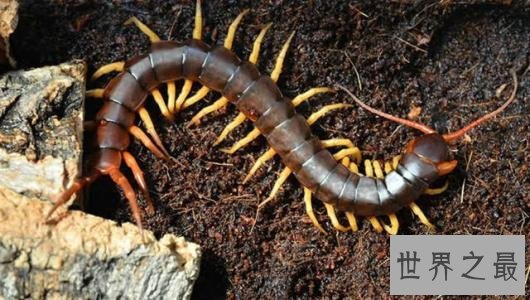 世界十大最恐怖生物,动辄威胁人类生命。