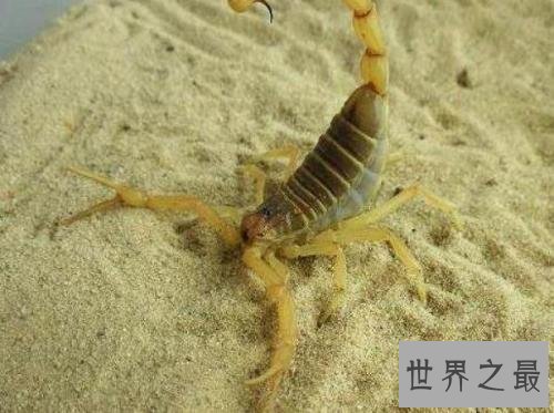 世界十大最恐怖生物,动辄威胁人类生命。