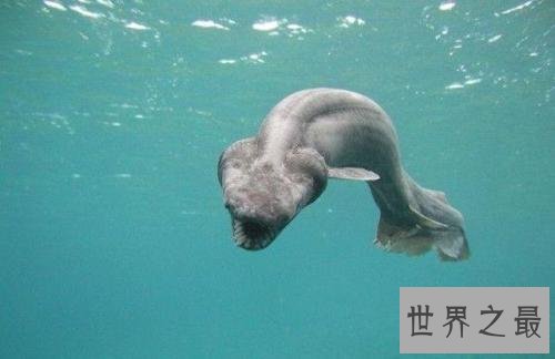 世界十大最恐怖生物,动辄威胁人类生命。