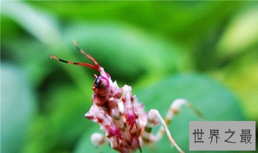 世界上最奇怪的10种昆虫 ,长的像凯蒂猫的毛毛虫