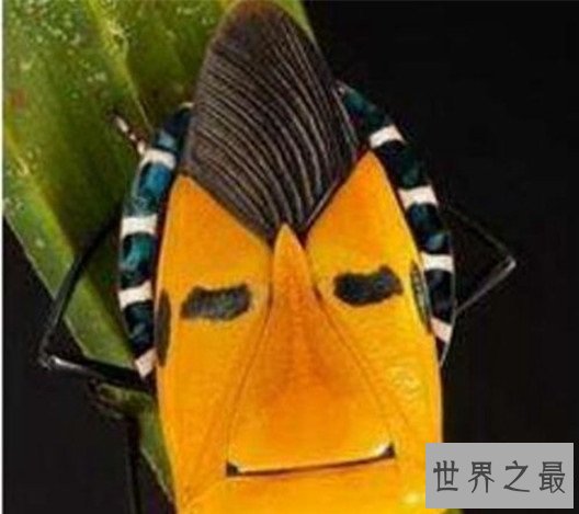 世界上最奇怪的10种昆虫 ,长的像凯蒂猫的毛毛虫
