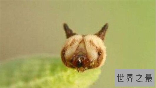 世界上最奇怪的10种昆虫 ,长的像凯蒂猫的毛毛虫