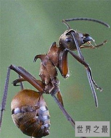 世界上最奇怪的10种昆虫 ,长的像凯蒂猫的毛毛虫