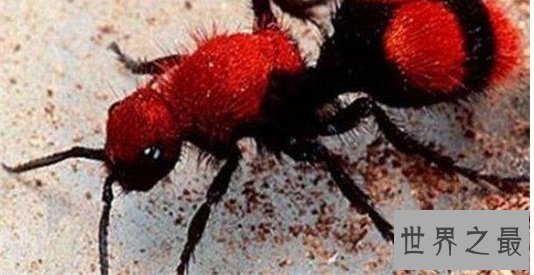 世界上最奇怪的10种昆虫 ,长的像凯蒂猫的毛毛虫