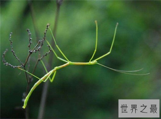 世界上最奇怪的10种昆虫 ,长的像凯蒂猫的毛毛虫