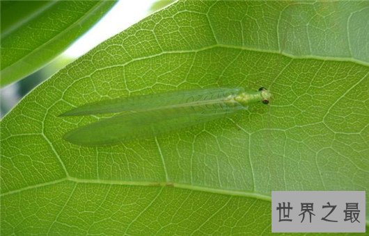 世界上最奇怪的10种昆虫 ,长的像凯蒂猫的毛毛虫