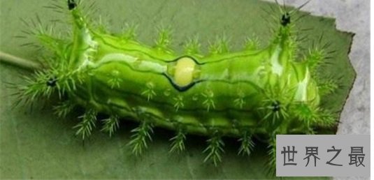 世界上最奇怪的10种昆虫 ,长的像凯蒂猫的毛毛虫