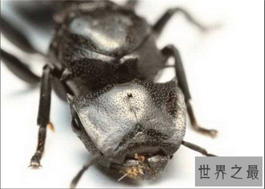 世界上最奇怪的10种昆虫 ,长的像凯蒂猫的毛毛虫
