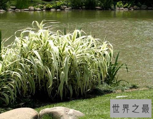 全球入侵物种排名,小龙虾竟然排第八