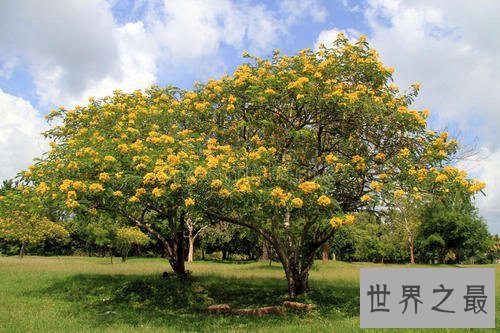 全球入侵物种排名,小龙虾竟然排第八