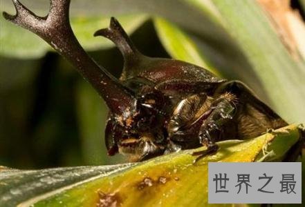 全球入侵物种排名,小龙虾竟然排第八