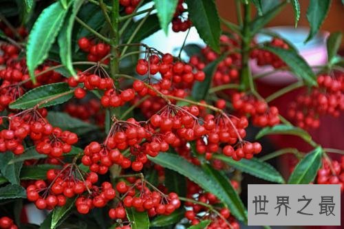 全球入侵物种排名,小龙虾竟然排第八