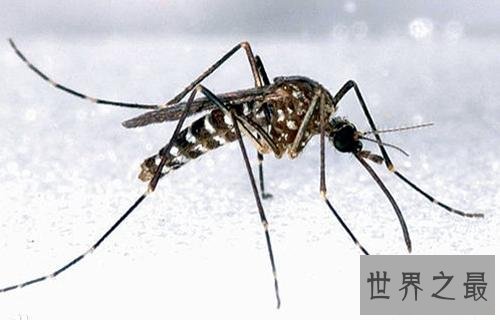 全球入侵物种排名,小龙虾竟然排第八