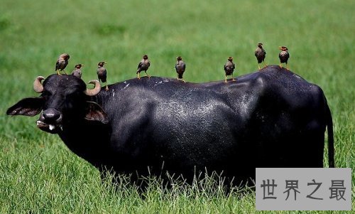 全球入侵物种排名,小龙虾竟然排第八