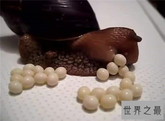 世界十大奇特的蛋,你见过蜗牛蛋吗?