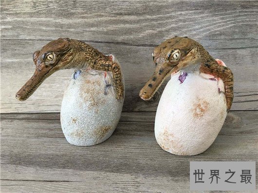 世界十大奇特的蛋,你见过蜗牛蛋吗?