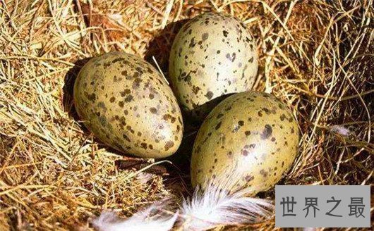 世界十大奇特的蛋,你见过蜗牛蛋吗?
