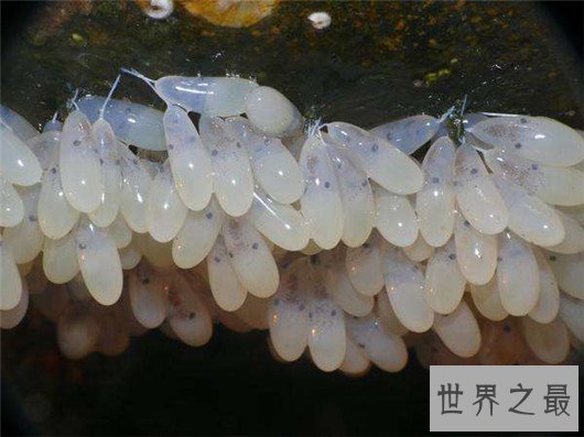世界十大奇特的蛋,你见过蜗牛蛋吗?