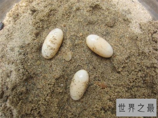 世界十大奇特的蛋,你见过蜗牛蛋吗?