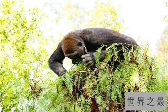 英国十大最受欢迎动动物园,英国哪些动物园最值得去?