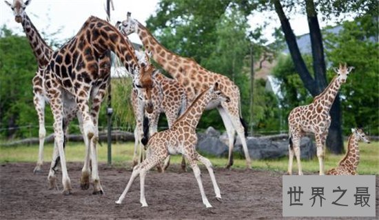 英国十大最受欢迎动动物园,英国哪些动物园最值得去?