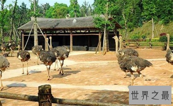 英国十大最受欢迎动动物园,英国哪些动物园最值得去?