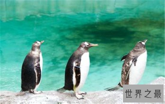 英国十大最受欢迎动动物园,英国哪些动物园最值得去?