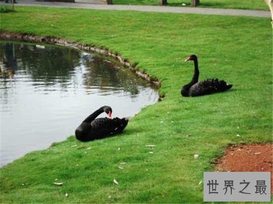 英国十大最受欢迎动动物园,英国哪些动物园最值得去?