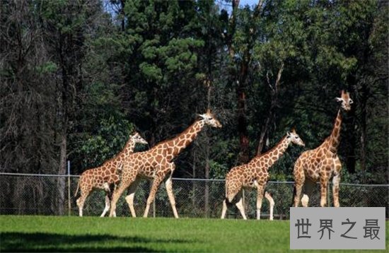 英国十大最受欢迎动动物园,英国哪些动物园最值得去?