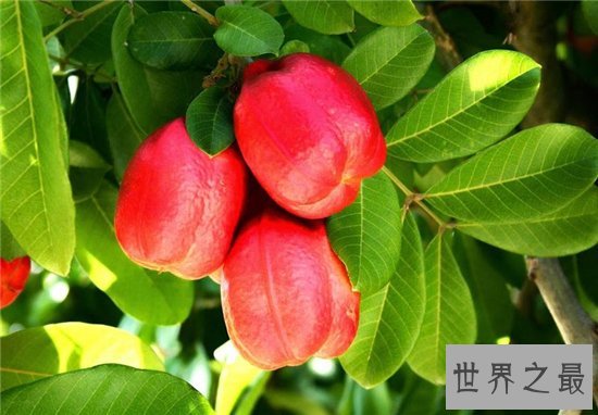 世界上最好吃的十种水果，很多人都没见过这些水果