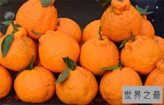 世界上最好吃的十种水果，很多人都没见过这些水果