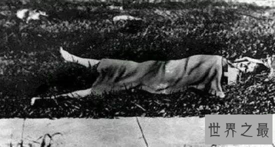 十大世界悬案是哪些?开膛手杰克以妓女为对象