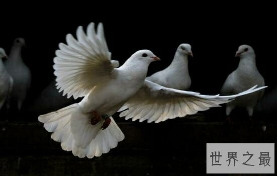 世界十大听力最优秀的动物，比人的听力都好。