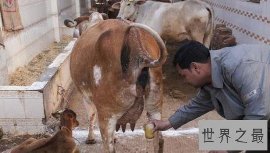 治疗秃顶的十种方法，倒立牛尿洗头你听过没