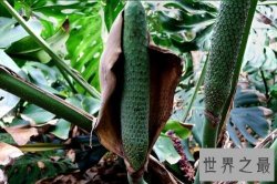 世界十大稀有水果，在中国几乎没有。