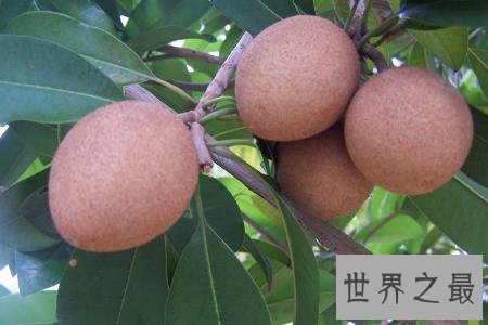 世界十大稀有水果，在中国几乎没有。