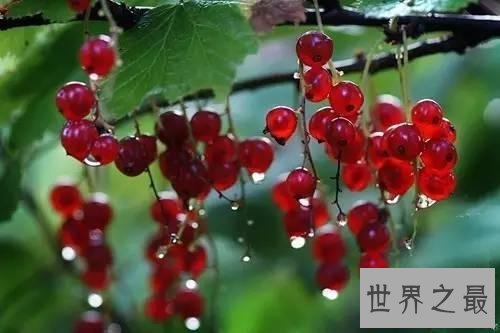 世界十大稀有水果，在中国几乎没有。