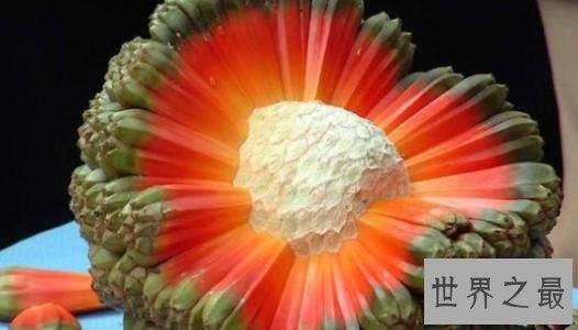 世界十大稀有水果，在中国几乎没有。