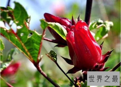 世界十大稀有水果，在中国几乎没有。