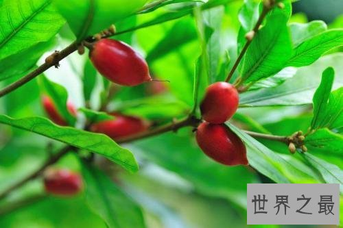 世界十大稀有水果，在中国几乎没有。