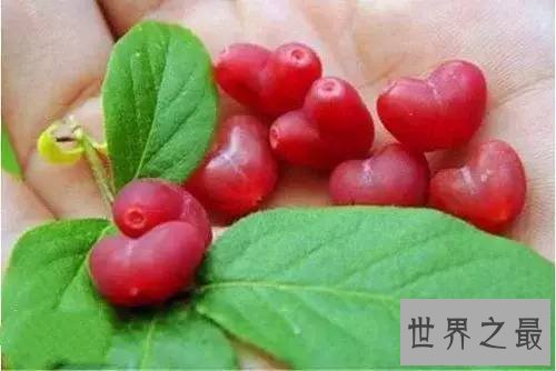 世界十大稀有水果，在中国几乎没有。