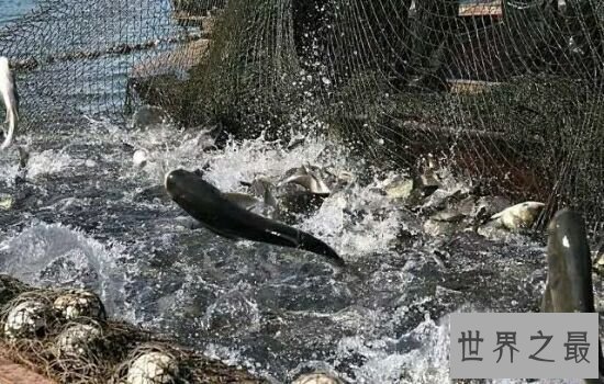 最偏门暴利的10个创业项目排行榜，最好远离这些项目。