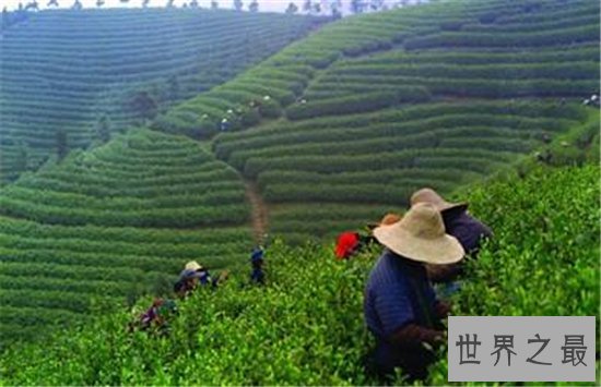 世界十大茶叶生产国，中国以1000130吨位列世界第一！